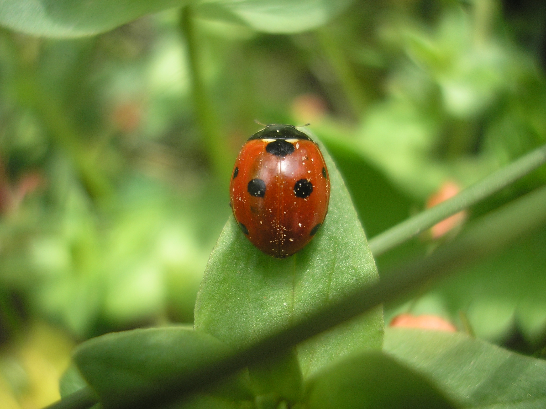 A red seven-spot ladybird with black spots resting on a green leaf